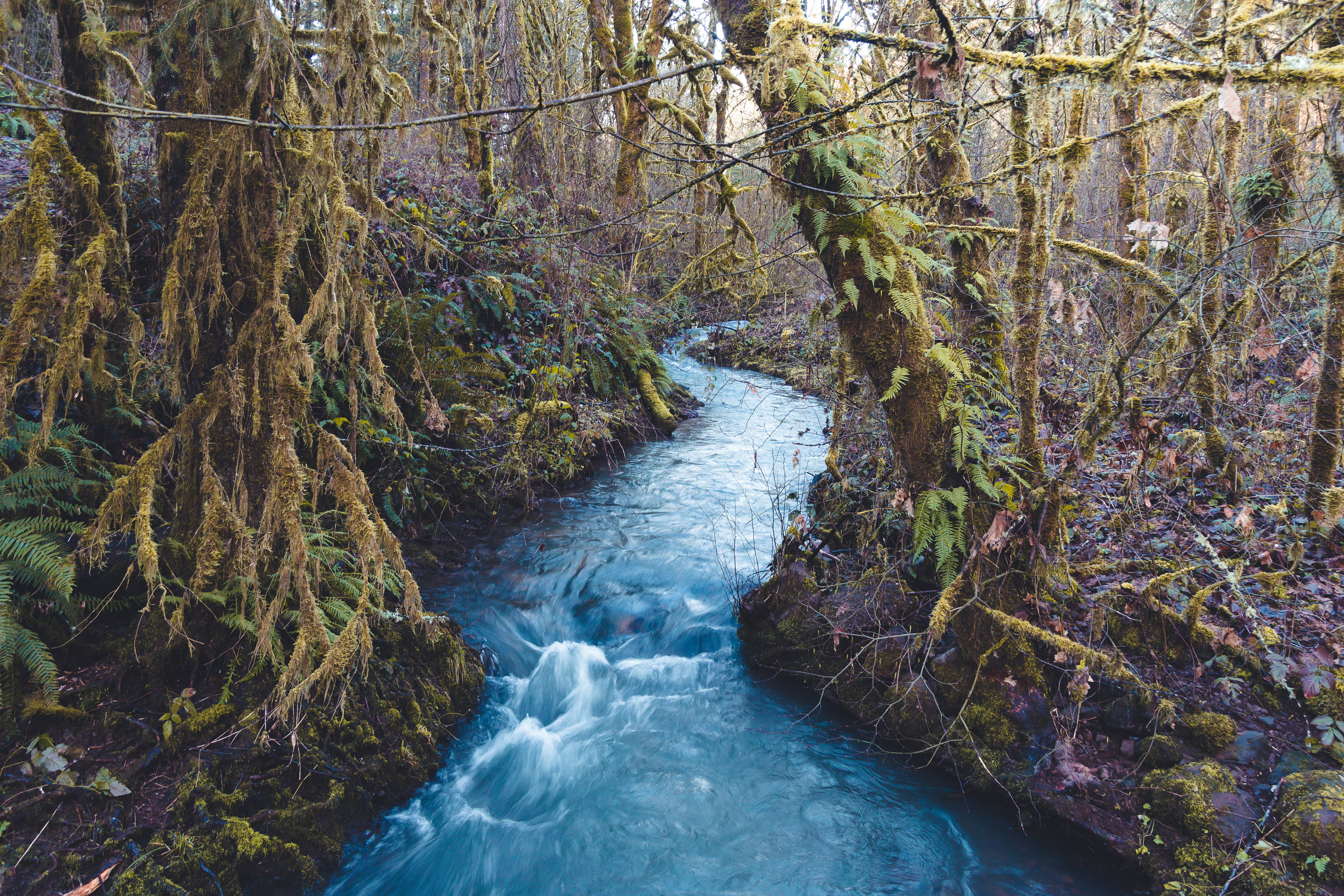 river between brown trees during daytime